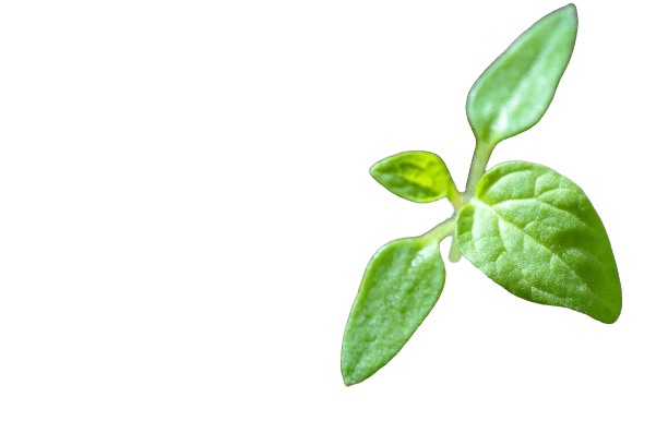 Beauty Herbal Products