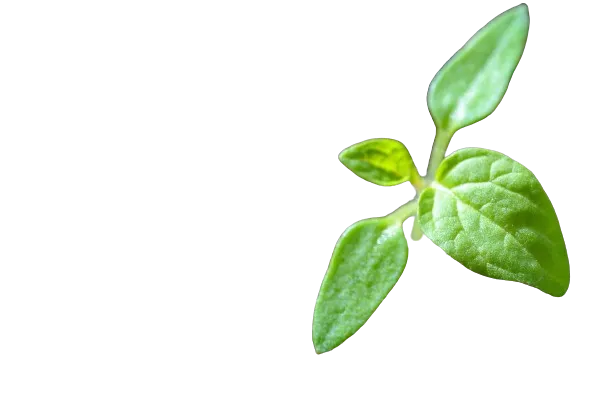 Beauty Herbal Products