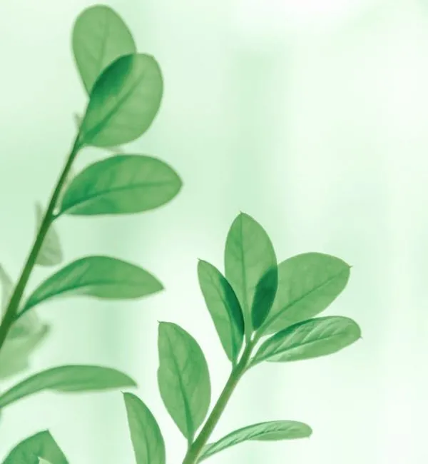 Beauty Herbal Products